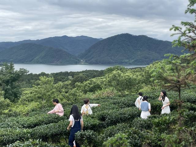 游客体验采摘罗坑茶。